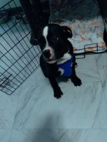 Kars Dog Puppies for sale in Newark, NJ, USA. price: $800