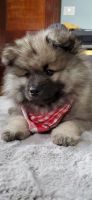 Keeshond Puppies for sale in Fayetteville, Tennessee. price: $2,300