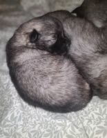 Keeshond Puppies for sale in Logan, OH 43138, USA. price: $2,200
