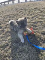 Keeshond Puppies for sale in Maple Plain, Minnesota. price: $750