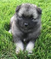 Keeshond Puppies for sale in Alma Center, WI 54611, USA. price: $500