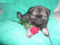 Keeshond Puppies for sale in Los Angeles, CA, USA. price: $678