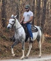Kentucky Mountain Saddle Horse Horses for sale in Ashburn, VA, USA. price: $5,600