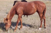 Kentucky Mountain Saddle Horse Horses for sale in Castle Rock, CO, USA. price: $1,500