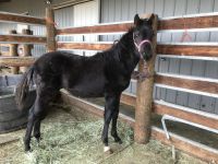 Kentucky Mountain Saddle Horse Horses for sale in Castle Rock, CO, USA. price: $1,000