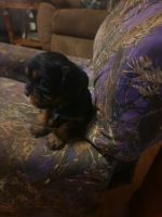 King Charles Spaniel Puppies for sale in Bonfield, Illinois. price: $1,500