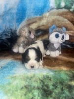 King Charles Spaniel Puppies for sale in Seneca, Missouri. price: $600