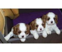 King Charles Spaniel Puppies for sale in Miami, FL, USA. price: $250