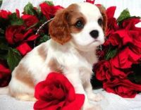King Charles Spaniel Puppies Photos