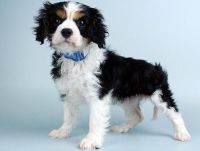 King Charles Spaniel Puppies for sale in Miami, FL, USA. price: $250