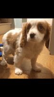 King Charles Spaniel Puppies for sale in Putnam Valley, NY 10579, USA. price: $600