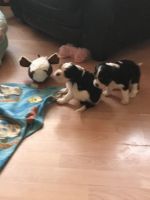 King Charles Spaniel Puppies Photos