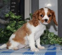 King Charles Spaniel Puppies for sale in Carlsbad, CA, USA. price: $500