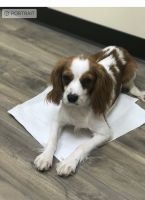 King Charles Spaniel Puppies for sale in Jacksonville, FL, USA. price: $450