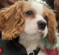 King Charles Spaniel Puppies for sale in Belleville, MI 48111, USA. price: $1,000