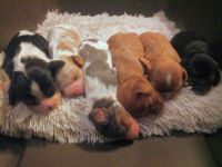 King Charles Spaniel Puppies for sale in Isanti, MN 55040, USA. price: $800