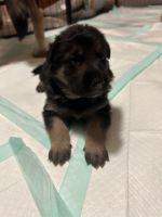 King Shepherd Puppies for sale in Springfield, Illinois. price: $1,300