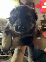 Kind shepherd puppies