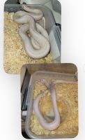 Kingsnake Reptiles for sale in Slidell, LA, USA. price: $750