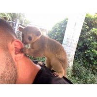 Kinkajou Animals Photos