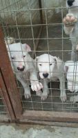 Kintamani Puppies for sale in Herndon, VA 20171, USA. price: $200
