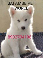 Kishu Puppies for sale in Delhi, India. price: 3,500 INR