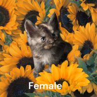 Kittens on the Prowl Cattery