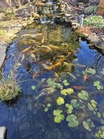 Koi Fishes for sale in Collierville, Tennessee. price: NA