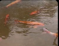 Koi Fishes for sale in Nipomo, CA, USA. price: $20