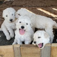 Komondor Puppies Photos