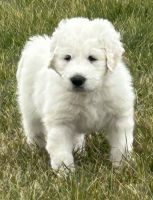 Komondor Puppies for sale in Breese, Illinois. price: $300