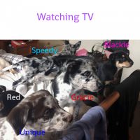 Koolie/Kelpie pups available