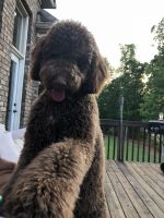 Labradoodle