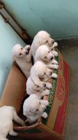 Labradoodle Puppies Photos