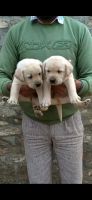 Labradoodle Puppies Photos