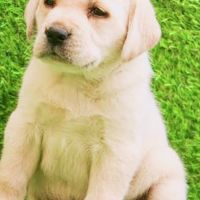 Labradoodle Puppies for sale in Cuttack, Odisha, India. price: 10,000 INR