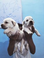 Labradoodle Puppies for sale in Muzaffarnagar, Uttar Pradesh, India. price: 19,000 INR