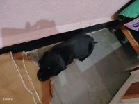 Labradoodle Puppies for sale in Ghataprabha Station Rd, Ghatprabha, Karnataka 591306, India. price: 6500 INR