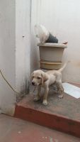 Labradoodle Puppies for sale in 1023, E.W.S., KPHB Phase 2, Kukatpally, Hyderabad, Telangana 500072, India. price: 18000 INR