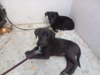 Labradoodle Puppies for sale in Bengaluru - Mangaluru Hwy, Dasanapura, Karnataka, India. price: 20,000 INR
