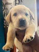 Labradoodle Puppies for sale in Airport 2 No. Gate, Motilal Colony, Rajbari, Dum Dum, Kolkata, West Bengal, India. price: 18000 INR