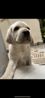 Labradoodle Puppies for sale in Hyderabad, Telangana, India. price: 12000 INR