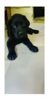 Labradoodle Puppies for sale in Delhi, India. price: 15,000 INR