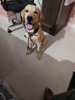 Labradoodle Puppies for sale in Delhi, India. price: 6000 INR