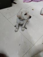 Labradoodle Puppies for sale in Choolai, Chennai, Tamil Nadu, India. price: 15,000 INR