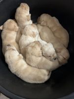 Labradoodle Puppies for sale in Ambabari, Vidyadhar Nagar, Jaipur, Rajasthan 302032, India. price: 13000 INR