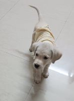 Labradoodle Puppies for sale in Ambernath, Maharashtra, India. price: 15000 INR