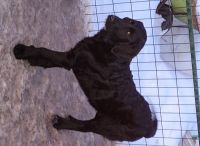 Labradoodle Puppies for sale in Quesnel, BC, Canada. price: $700