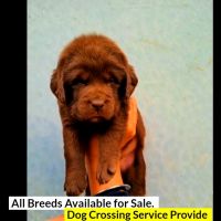 Labradoodle Puppies for sale in Cuttack, Odisha, India. price: 10000 INR