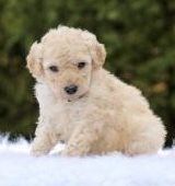 Labradoodle Puppies for sale in Cebu City, Cebu, Philippines. price: 11,000 PHP